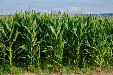 Mısır koçanlı yeşil mısır tarlası. Mısır yeşili tarla.