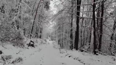 Güneşli bir günde kış ormanlarında orman yolunda yürüyüş yapmak. Almanya. Yüksek kalite 4k görüntü