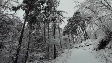 Kış ormanındaki karla kaplı ormanda yumuşak bir yürüyüş. Dolly, gizemli karlı ormanın ortasındaki bir kış ormanının görüntüsü..