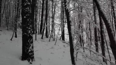 Kış ormanındaki karla kaplı ormanda yumuşak bir yürüyüş. Dolly, gizemli karlı ormanın ortasındaki bir kış ormanının görüntüsü..