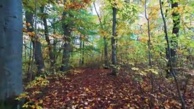 Yeşil yaprakları ve yaprakları parlayan bir parkta yürüyen bir insanın POV görüntüsü. 4K hig tanımlama videosu.