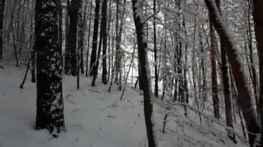 Kış ormanındaki karla kaplı ormanda yumuşak bir yürüyüş. Dolly, gizemli karlı ormanın ortasındaki bir kış ormanının görüntüsü..