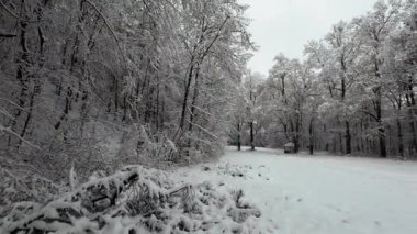 Kış ormanındaki karla kaplı ormanda yumuşak bir yürüyüş. Dolly, gizemli karlı ormanın ortasındaki bir kış ormanının görüntüsü..