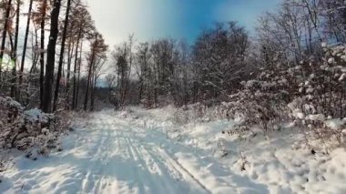 Kış ormanındaki karla kaplı ormanda yumuşak bir yürüyüş. Dolly, gizemli karlı ormanın ortasındaki bir kış ormanının görüntüsü..