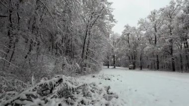 Kış ormanındaki karla kaplı ormanda yumuşak bir yürüyüş. Dolly, gizemli karlı ormanın ortasındaki bir kış ormanının görüntüsü..
