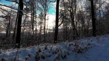 Kış ormanındaki karla kaplı ormanda yumuşak bir yürüyüş. Dolly, gizemli karlı ormanın ortasındaki bir kış ormanının görüntüsü..