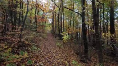 Bir insanın yeşil yaprakları ve yaprakları olan bir parkta yürürken ki görüntüsü.