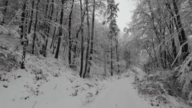 Kış ormanındaki karla kaplı ormanda yumuşak bir yürüyüş. Dolly, gizemli karlı ormanın ortasındaki bir kış ormanının görüntüsü..