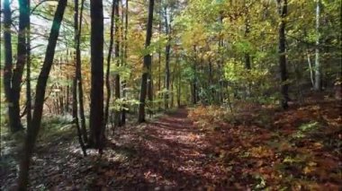 Bir insanın yeşil yaprakları ve yaprakları olan bir parkta yürürken ki görüntüsü.