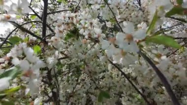 Kiraz ağacında çiçek açan kiraz çiçeği. Yaklaş..