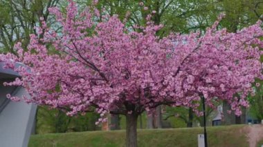Japon pembe kiraz çiçeği sakura ağacı. Bahar kiraz çiçekleri tamamen çiçek açtı..