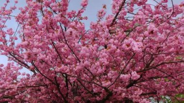 Pembe arka planı olan pembe bir sakura çiçeğinin yakın çekimi. Çiçek görüntünün ana odak noktasıdır ve pembe arka plan sahneye sıcaklık ve güzellik katar.