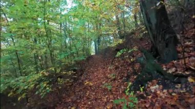 Bir insanın yeşil yaprakları ve yaprakları olan bir parkta yürürken ki görüntüsü.