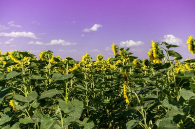 Geniş bir ayçiçeği tarlasında çiçek açan bir ayçiçeğinin yakın çekimi. Ayçiçeği tarlası yakın görünümü.