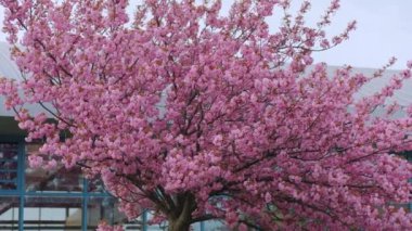 Japon pembe kiraz çiçeği sakura ağacı. Bahar kiraz çiçekleri tamamen çiçek açtı..