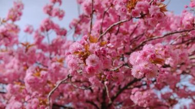 Pembe arka planı olan pembe bir sakura çiçeğinin yakın çekimi. Çiçek görüntünün ana odak noktasıdır ve pembe arka plan sahneye sıcaklık ve güzellik katar.