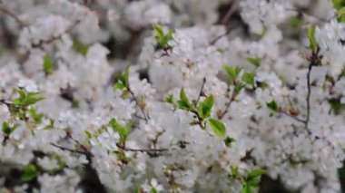 Kiraz ağacında çiçek açan kiraz çiçeği. Yaklaş..