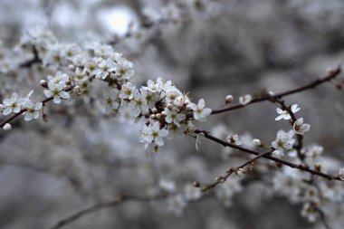 Dallardaki narin beyaz çiçeklerin çarpıcı bir görüntüsü bahar çiçeklerinin özünü yakalıyor.