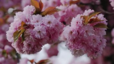 Pembe arka planı olan pembe bir sakura çiçeğinin yakın çekimi. Çiçek görüntünün ana odak noktasıdır ve pembe arka plan sahneye sıcaklık ve güzellik katar.