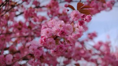 Pembe arka planı olan pembe bir sakura çiçeğinin yakın çekimi. Çiçek görüntünün ana odak noktasıdır ve pembe arka plan sahneye sıcaklık ve güzellik katar.