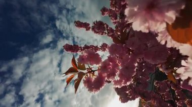 Pembe arka planı olan pembe bir sakura çiçeğinin yakın çekimi. Çiçek görüntünün ana odak noktasıdır ve pembe arka plan sahneye sıcaklık ve güzellik katar.