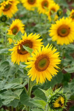 Geniş bir ayçiçeği tarlasında çiçek açan bir ayçiçeğinin yakın çekimi. Ayçiçeği tarlası yakın görünümü.