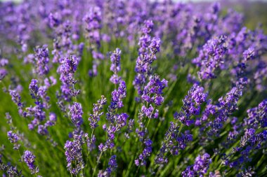 Yaz gündoğumu manzarasında lavanta tarlasının güzel bir görüntüsü. Çiçek açan lavanta alanı.