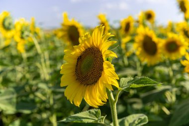 Geniş bir ayçiçeği tarlasında çiçek açan bir ayçiçeğinin yakın çekimi. Ayçiçeği tarlası yakın görünümü.