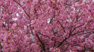 Pembe arka planı olan pembe bir sakura çiçeğinin yakın çekimi. Çiçek görüntünün ana odak noktasıdır ve pembe arka plan sahneye sıcaklık ve güzellik katar.