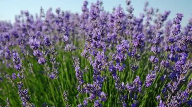 Yakın plan açan lavanta gün doğumunda rüzgarda sallanıyor. Lavanta tarlalarında lavanta aromalı çiçekler. Doğa.