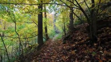 Bir insanın yeşil yaprakları ve yaprakları olan bir parkta yürürken ki görüntüsü.