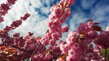 Pembe arka planı olan pembe bir sakura çiçeğinin yakın çekimi. Çiçek görüntünün ana odak noktasıdır ve pembe arka plan sahneye sıcaklık ve güzellik katar.