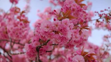 Pembe arka planı olan pembe bir sakura çiçeğinin yakın çekimi. Çiçek görüntünün ana odak noktasıdır ve pembe arka plan sahneye sıcaklık ve güzellik katar.