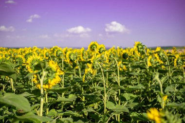 Geniş bir ayçiçeği tarlasında çiçek açan bir ayçiçeğinin yakın çekimi. Ayçiçeği tarlası yakın görünümü.