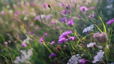 Batan güneşin altın ışığıyla yıkanmış kır çiçekleri tarlası..