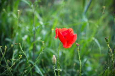 Parlak kırmızı gelincikler yeşil arka planda güneşli havada