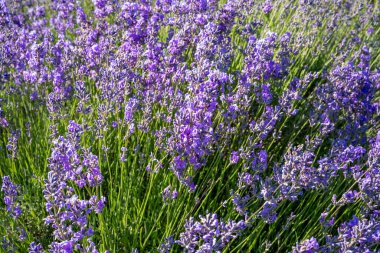 Yaz gündoğumu manzarasında lavanta tarlasının güzel bir görüntüsü. Çiçek açan lavanta alanı.