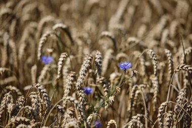 Mor kır çiçeklerinin renkli bir karışımı altın buğday tarlalarında çiçek açar ve doğanın güzelliğini yakalar.