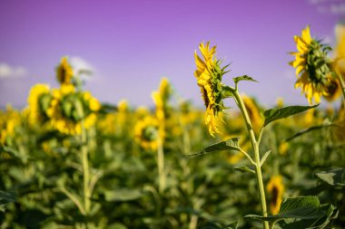 Geniş bir ayçiçeği tarlasında çiçek açan bir ayçiçeğinin yakın çekimi. Ayçiçeği tarlası yakın görünümü.