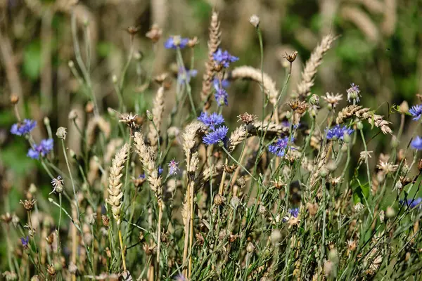 Mor kır çiçeklerinin renkli bir karışımı altın buğday tarlalarında çiçek açar ve doğanın güzelliğini yakalar.