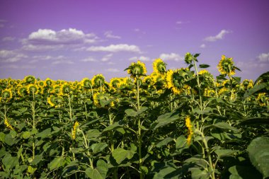 Geniş bir ayçiçeği tarlasında çiçek açan bir ayçiçeğinin yakın çekimi. Ayçiçeği tarlası yakın görünümü.