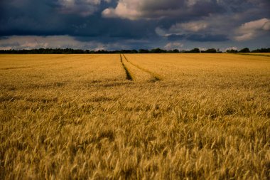 Geniş bir buğday tarlası uzanır ve ufukta dalgalı bir patika açar üstümüzdeki kasvetli bulutların altında.
