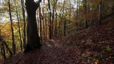 Bir insanın yeşil yaprakları ve yaprakları olan bir parkta yürürken ki görüntüsü.