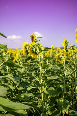 Geniş bir ayçiçeği tarlasında çiçek açan bir ayçiçeğinin yakın çekimi. Ayçiçeği tarlası yakın görünümü.