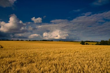 Geniş bir buğday tarlası uzanır ve ufukta dalgalı bir patika açar üstümüzdeki kasvetli bulutların altında.