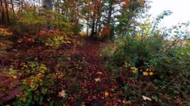 Bir insanın yeşil yaprakları ve yaprakları olan bir parkta yürürken ki görüntüsü.