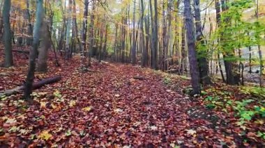 Bir insanın yeşil yaprakları ve yaprakları olan bir parkta yürürken ki görüntüsü.