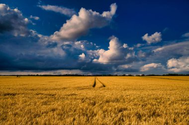 Geniş bir buğday tarlası uzanır ve ufukta dalgalı bir patika açar üstümüzdeki kasvetli bulutların altında.
