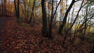 Bir insanın yeşil yaprakları ve yaprakları olan bir parkta yürürken ki görüntüsü.