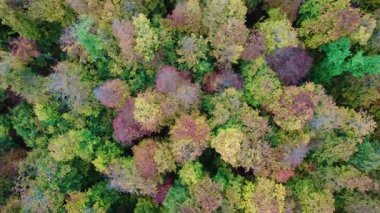 Sonbahar ormanının tepeden aşağı manzarası. Vahşi doğada ladin ağaçlarının üzerinden uçan drone atışı. Doğa manzarası görüntüleri.